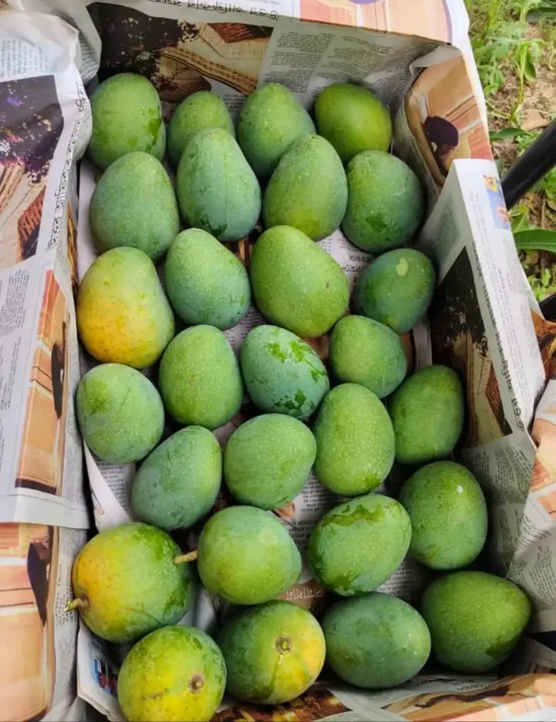 Gopalvog - গোপালভোগ