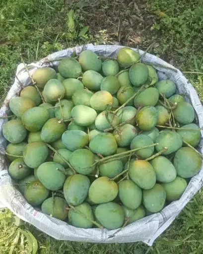 Himsagor - খিরসাপাত/হিমসাগর