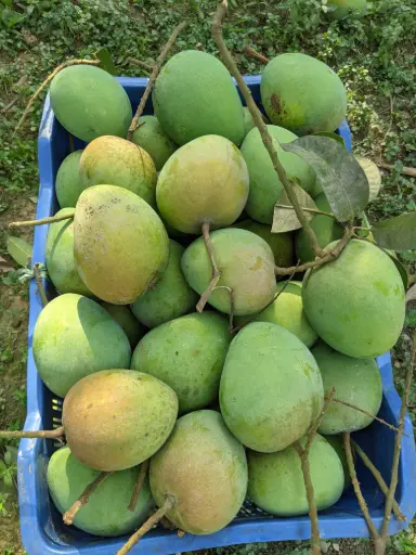Haribhanga - হাড়িভাঙ্গা